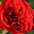 Czerwony  - Róże miniaturowe - Detroit